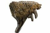 Fossil Woolly Mammoth Lower M Molar - Poland #337188-5